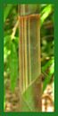 Click for Bamboo Plant Photos