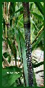 Click for Bamboo Plant Photos