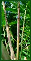 Click for Bamboo Plant Photos