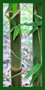 Click for Bamboo Plant Photos