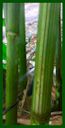 Click for Bamboo Plant Photos