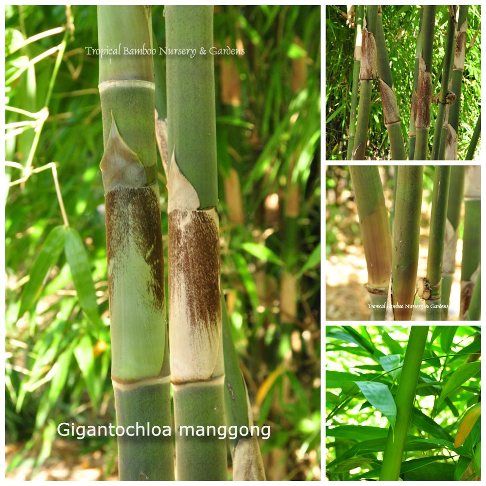 Kraul kr2050 Super-Bambus-Libelle 