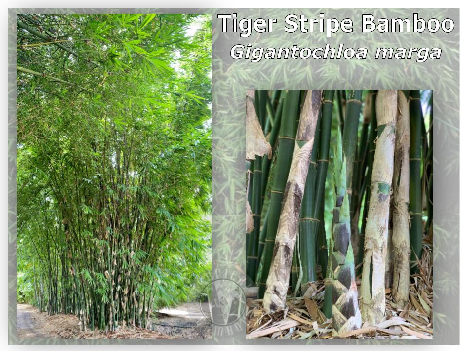 265 g/m² 10628540 Almohadilla de bambú 