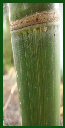 Click for Bamboo Plant Photos