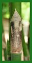 Click for Bamboo Plant Photos