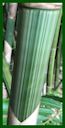 Click for Bamboo Plant Photos