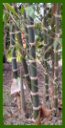 Click for Bamboo Plant Photos