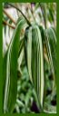 Click for Bamboo Plant Photos