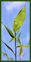 Click for Bamboo Plant Photos