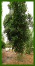 Click for Bamboo Plant Photos