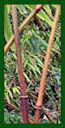 Click for Bamboo Plant Photos