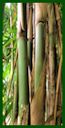 Click for Bamboo Plant Photos