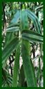 Click for Bamboo Plant Photos