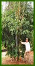 Click for Bamboo Plant Photos