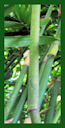 Click for Bamboo Plant Photos