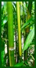 Click for Bamboo Plant Photos