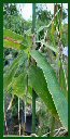 Click for Bamboo Plant Photos