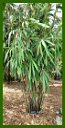 Click for Bamboo Plant Photos