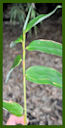 Click for Bamboo Plant Photos