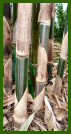 Click for Bamboo Plant Photos