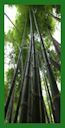 Click for Bamboo Plant Photos