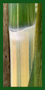 Click for Bamboo Plant Photos