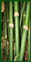 Click for Bamboo Plant Photos