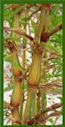 Click for Bamboo Plant Photos