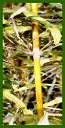 Click for Bamboo Plant Photos