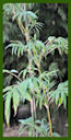 Click for Bamboo Plant Photos