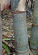 Scale Insects on Bamboo