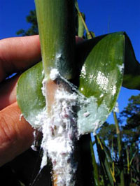 Bamboo Plant Mealybug webbing