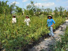Bamboo Nursery